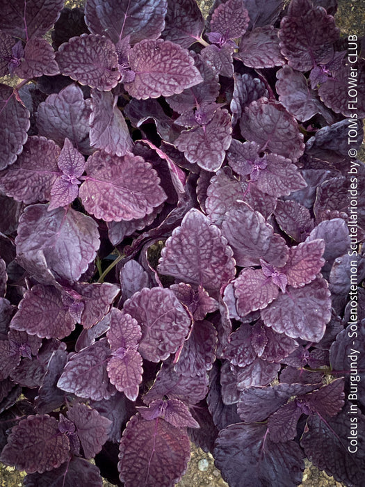 Solenostemon scutellarioides, Burgundy Coleus, Colourful nettle, organically grown tropical plants for sale at TOMs FLOWer CLUB.