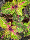 Solenostemon scutellarioides, Coleus, Colourful nettle, organically grown tropical plants for sale at TOMs FLOWer CLUB.