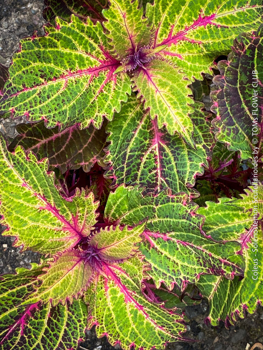 Solenostemon scutellarioides, Coleus, Colourful nettle, organically grown tropical plants for sale at TOMs FLOWer CLUB.