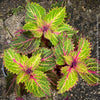 Solenostemon scutellarioides, Coleus, Colourful nettle, organically grown tropical plants for sale at TOMs FLOWer CLUB.