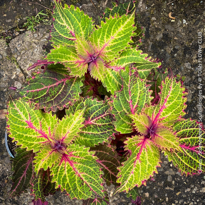 Solenostemon scutellarioides, Coleus, Colourful nettle, organically grown tropical plants for sale at TOMs FLOWer CLUB.