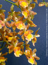 Oncostele Catatante orchid with tall flowering spike cultivated at TOMs FLOWer CLUB