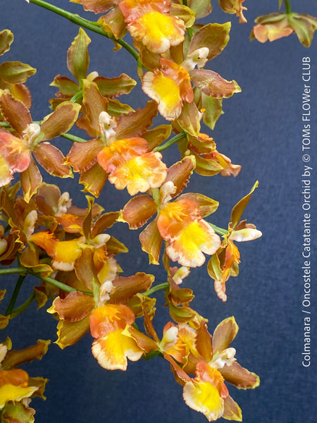 Oncostele Catatante orchid with tall flowering spike cultivated at TOMs FLOWer CLUB