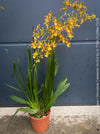 Mature Colmanara Catatante orchid growing in premium self-mixed orchid substrate
