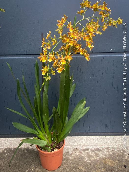 Mature Colmanara Catatante orchid growing in premium self-mixed orchid substrate