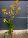 Large flowering Oncostele Catatante indoor orchid approximately 80 cm tall