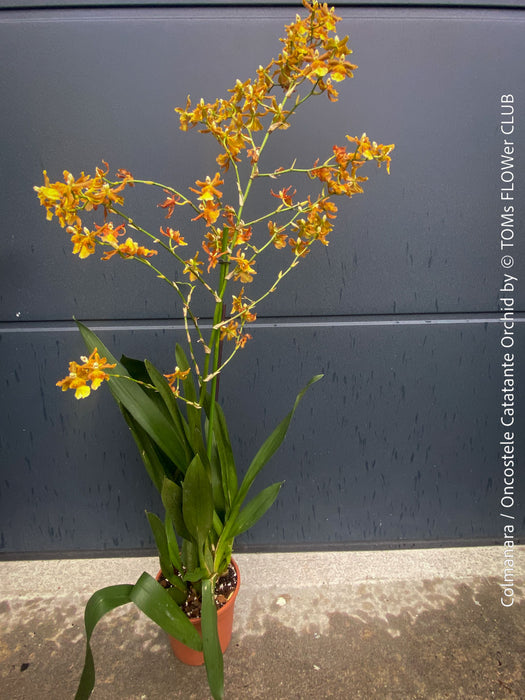 Large flowering Oncostele Catatante indoor orchid approximately 80 cm tall