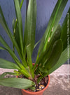 Premium flowering orchid from TOMs FLOWer CLUB in breathable orchid growing medium