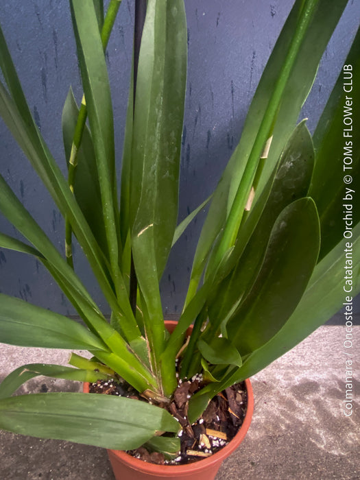 Premium flowering orchid from TOMs FLOWer CLUB in breathable orchid growing medium