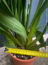 Large flowering Oncostele Catatante indoor orchid approximately 80 cm tall for sale at TOMs FLOWer CLUB