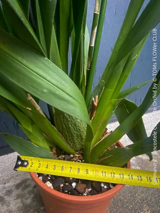 Large flowering Oncostele Catatante indoor orchid approximately 80 cm tall for sale at TOMs FLOWer CLUB