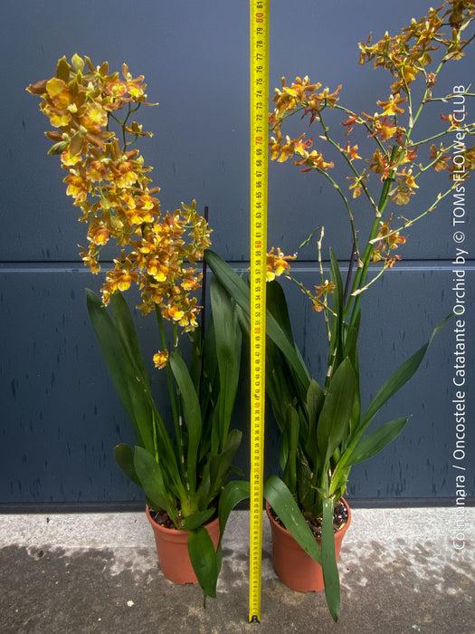 Premium flowering orchid from TOMs FLOWer CLUB in breathable orchid growing medium