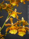 Premium flowering orchid from TOMs FLOWer CLUB in breathable orchid growing medium