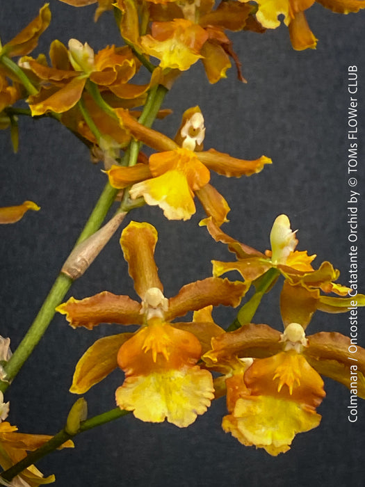 Premium flowering orchid from TOMs FLOWer CLUB in breathable orchid growing medium