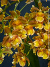 Premium flowering orchid from TOMs FLOWer CLUB in breathable orchid growing medium