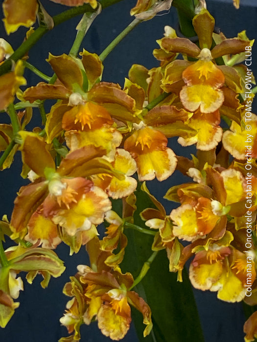 Premium flowering orchid from TOMs FLOWer CLUB in breathable orchid growing medium