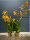 Premium flowering orchid from TOMs FLOWer CLUB in breathable orchid growing medium