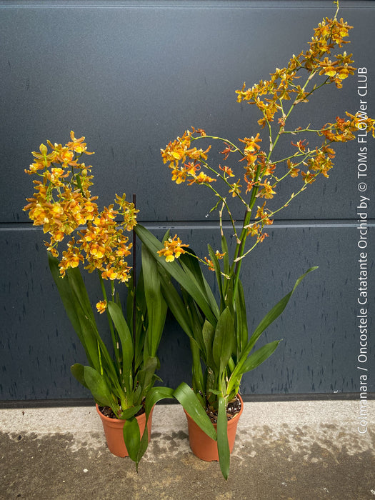 Premium flowering orchid from TOMs FLOWer CLUB in breathable orchid growing medium