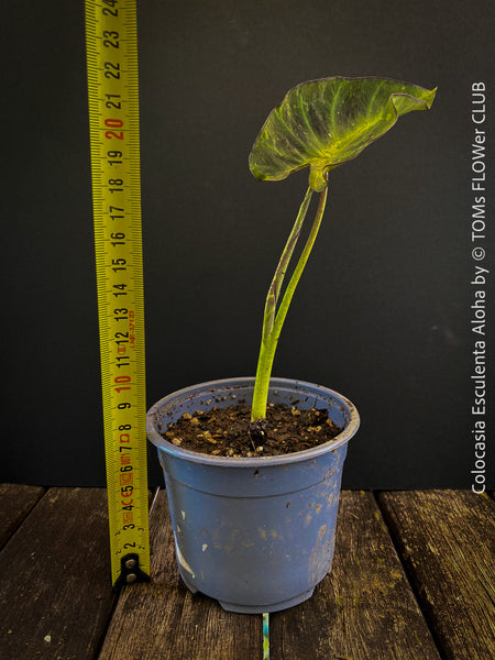 Colocasia Esculenta Aloha, organically grown tropical plants for sale at TOMs FLOWer CLUB.