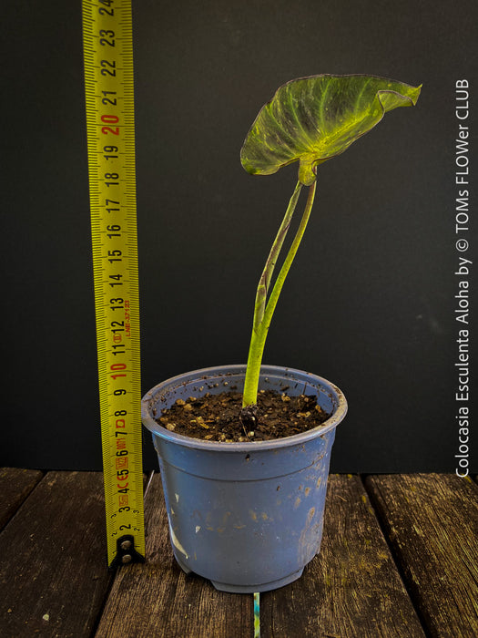 Colocasia Esculenta Aloha, organically grown tropical plants for sale at TOMs FLOWer CLUB.