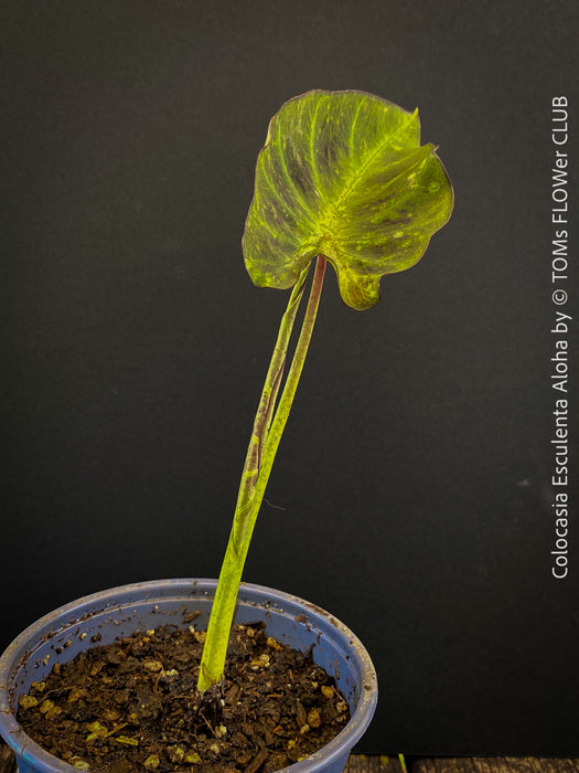 Colocasia Esculenta Aloha, organically grown tropical plants for sale at TOMs FLOWer CLUB.