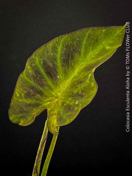 Colocasia Esculenta Aloha, organically grown tropical plants for sale at TOMs FLOWer CLUB.