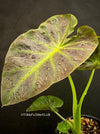 Colocasia Esculenta Aloha, organically grown tropical plants for sale at TOMs FLOWer CLUB.