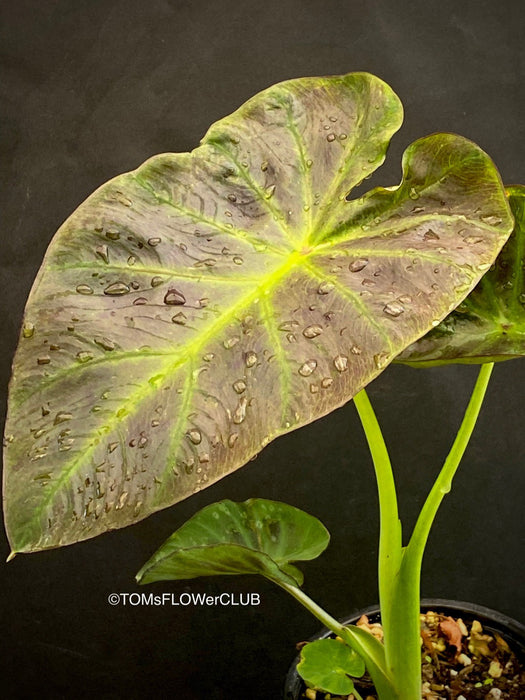 Colocasia Esculenta Aloha, organically grown tropical plants for sale at TOMs FLOWer CLUB.