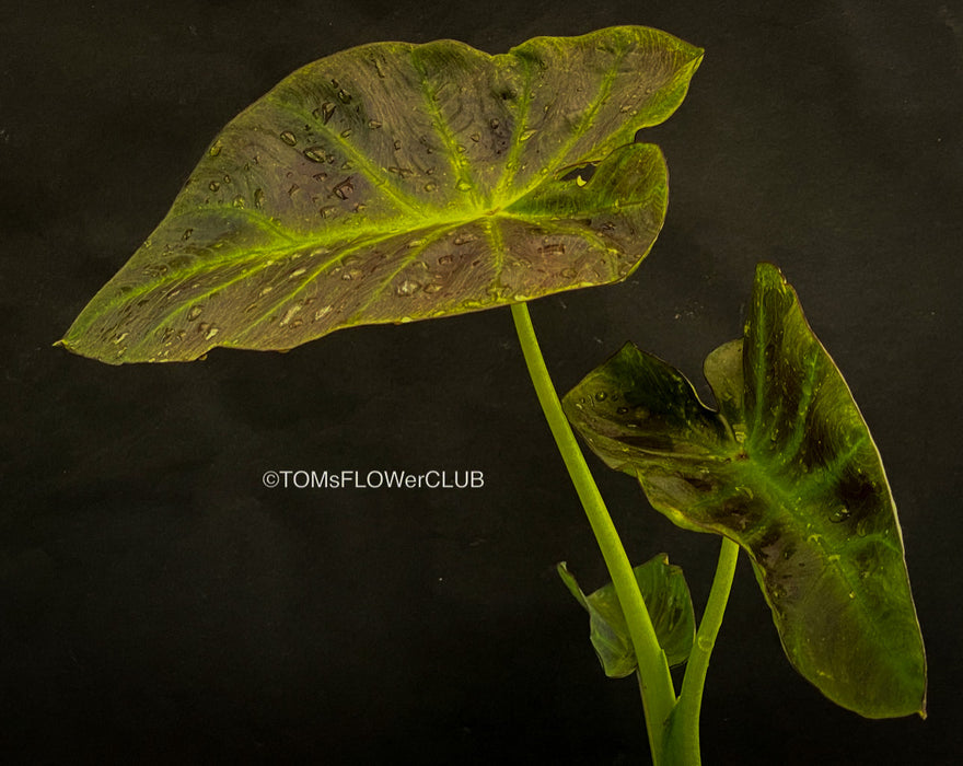 Colocasia Esculenta Aloha, organically grown tropical plants for sale at TOMs FLOWer CLUB.