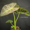 Colocasia Esculenta Aloha, organically grown tropical plants for sale at TOMs FLOWer CLUB.