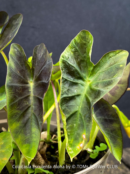 Colocasia Esculenta Aloha