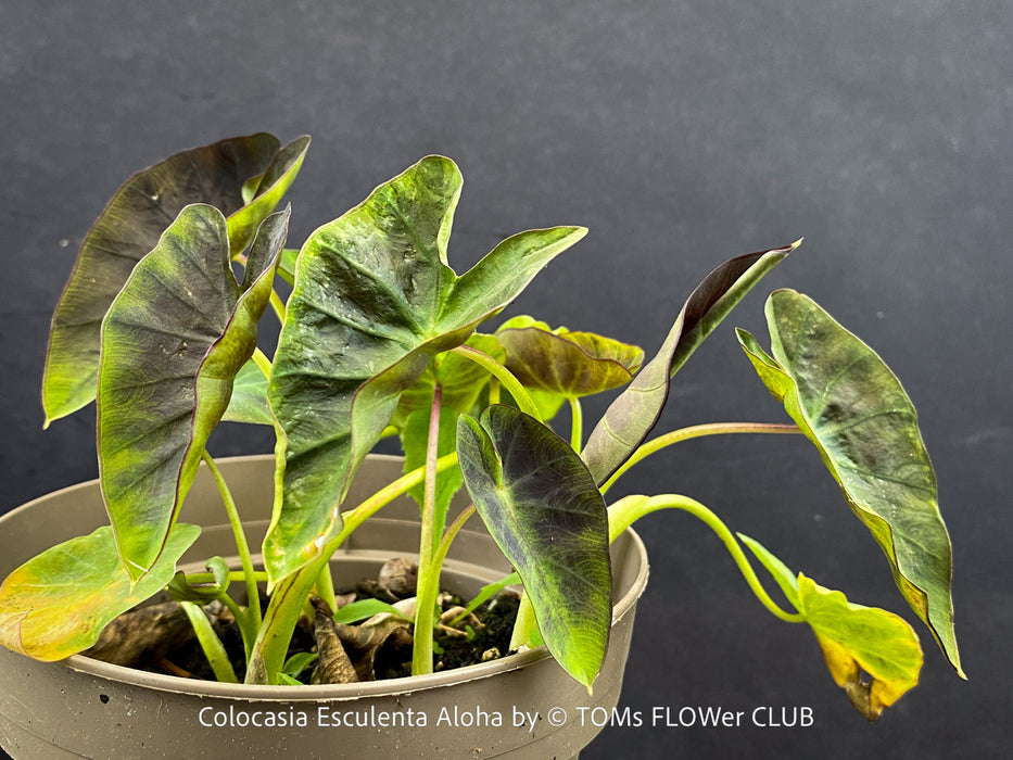 Colocasia Esculenta Aloha