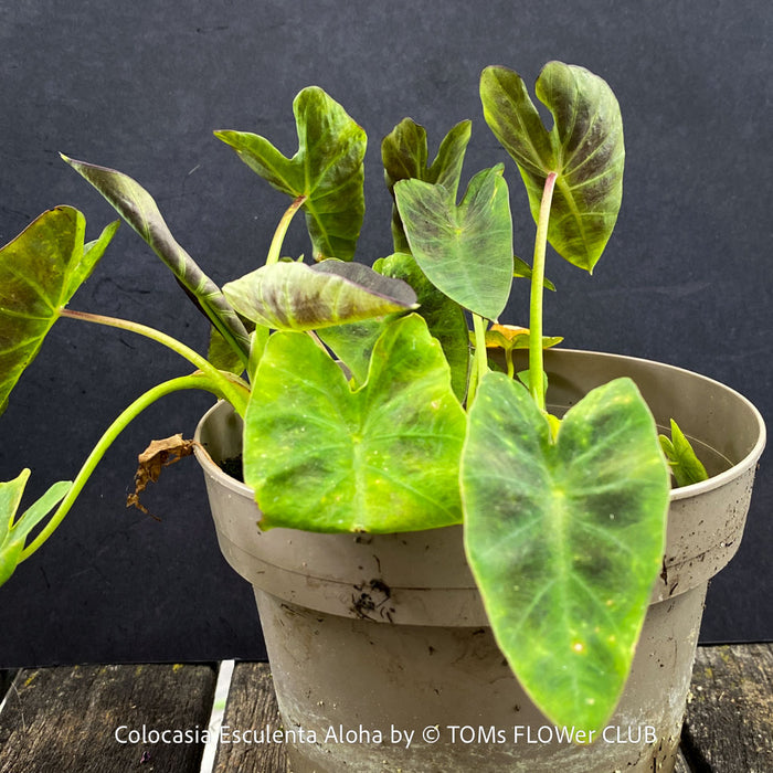 Colocasia Esculenta Aloha