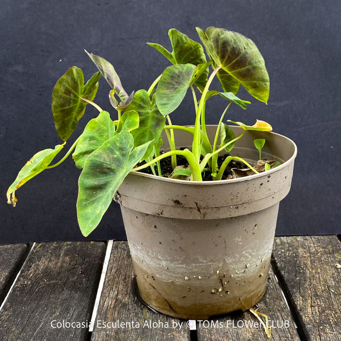 Colocasia Esculenta Aloha