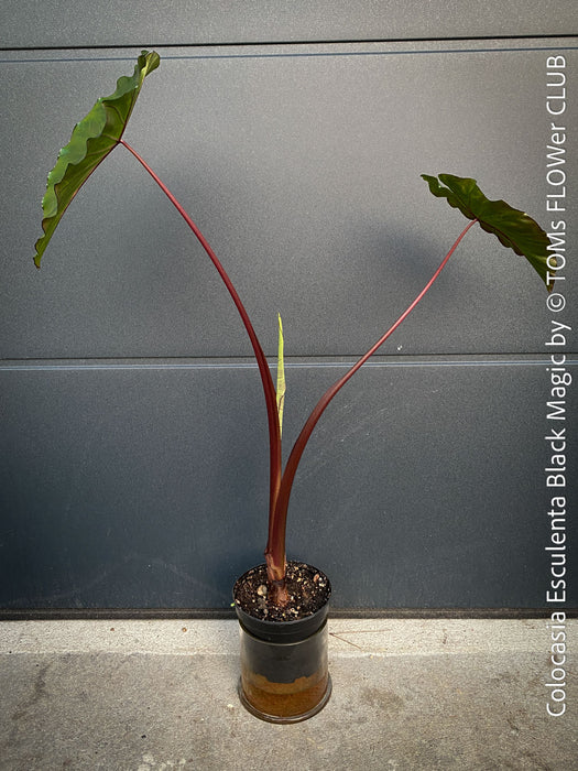 Colocasia Esculenta Black Magic