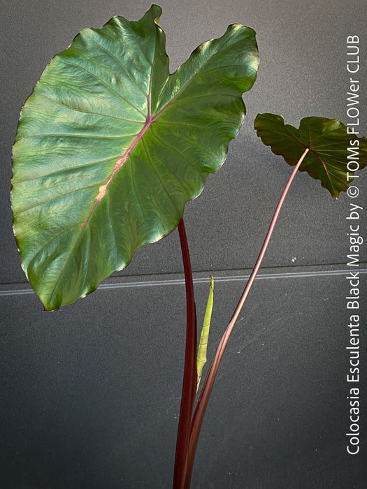 Colocasia Esculenta Black Magic