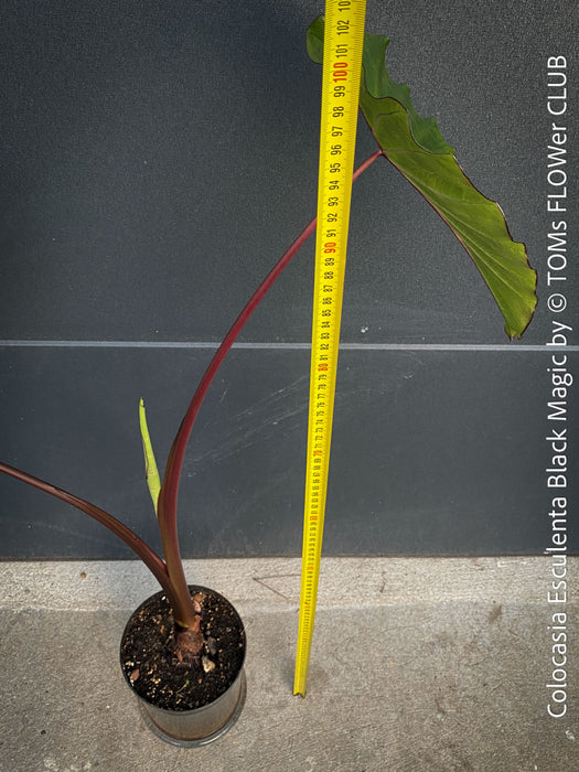 Colocasia Esculenta Black Magic