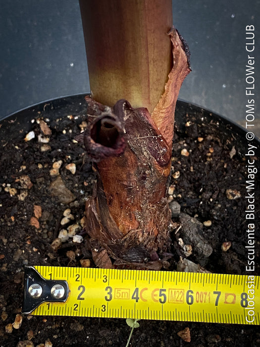 Colocasia Esculenta Black Magic