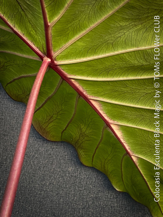 Colocasia Esculenta Black Magic