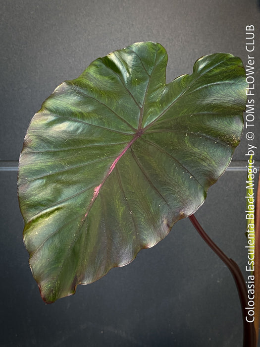 Colocasia Esculenta Black Magic