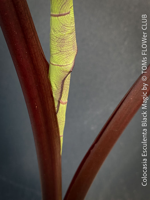 Colocasia Esculenta Black Magic