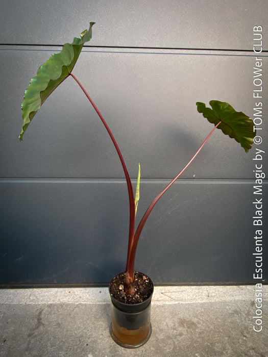 Colocasia Esculenta Black Magic