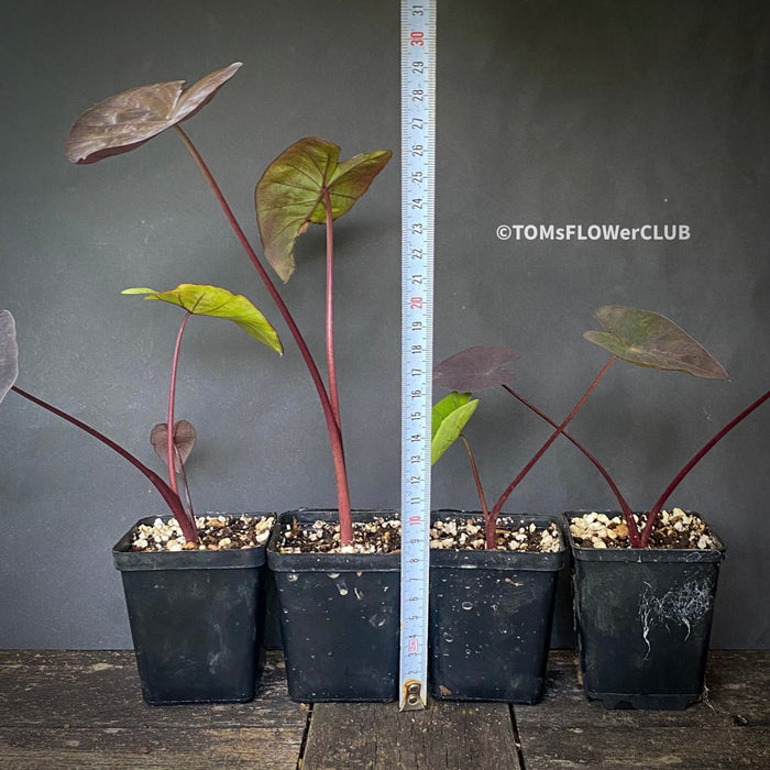 Colocasia Esculenta Black Magic, organically grown tropical plants for sale at TOMs FLOWer CLUB.