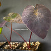 Colocasia Esculenta Black Magic, organically grown tropical plants for sale at TOMs FLOWer CLUB.