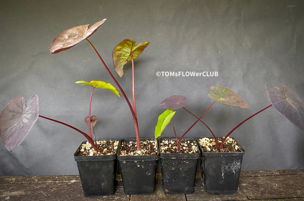 Colocasia Esculenta Black Magic, organically grown tropical plants for sale at TOMs FLOWer CLUB.