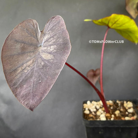 Colocasia Esculenta Black Magic, organically grown tropical plants for sale at TOMs FLOWer CLUB.