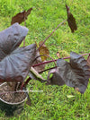 Colocasia Esculenta Black Magic, organically grown tropical plants for sale at TOMs FLOWer CLUB.