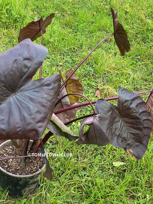 Colocasia Esculenta Black Magic, organically grown tropical plants for sale at TOMs FLOWer CLUB.