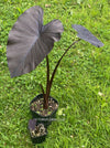 Colocasia Esculenta Black Magic, organically grown tropical plants for sale at TOMs FLOWer CLUB.