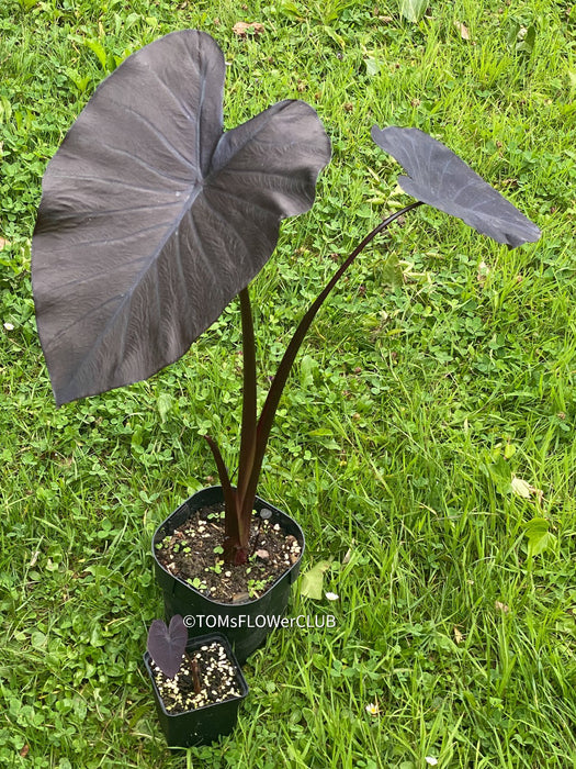 Colocasia Esculenta Black Magic, organically grown tropical plants for sale at TOMs FLOWer CLUB.